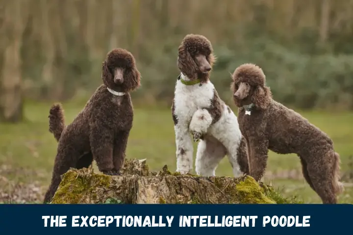 The Exceptionally Intelligent Poodle