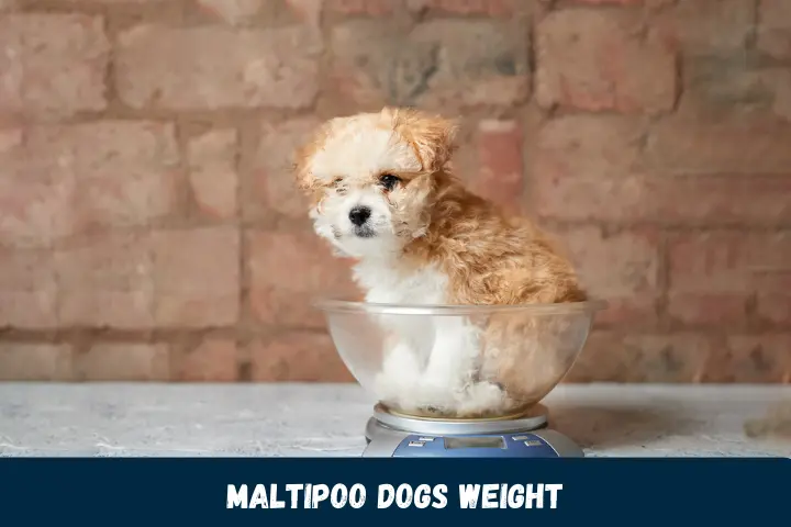 Maltipoo Dogs Weight