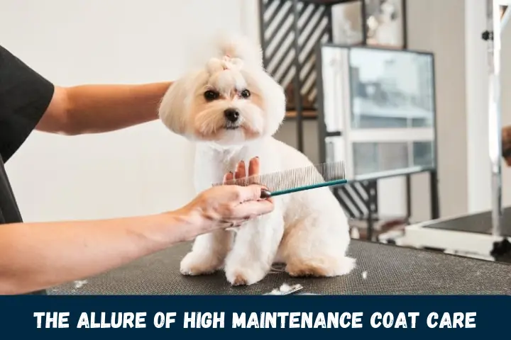 The Allure of High Maintenance Coat Care