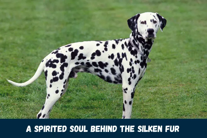 A Spirited Soul Behind the Silken Fur