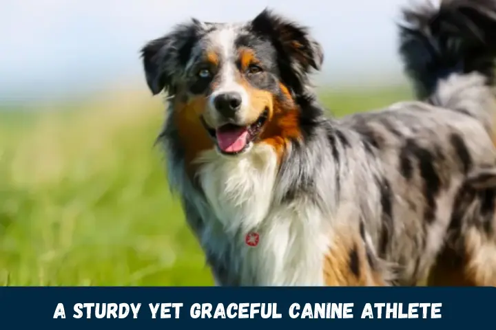 A Sturdy Yet Graceful Canine Athlete