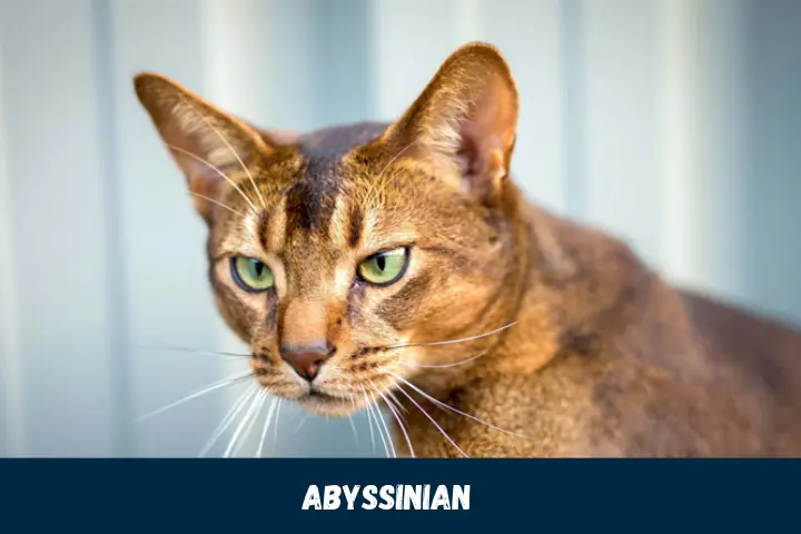 Playful Abyssinian