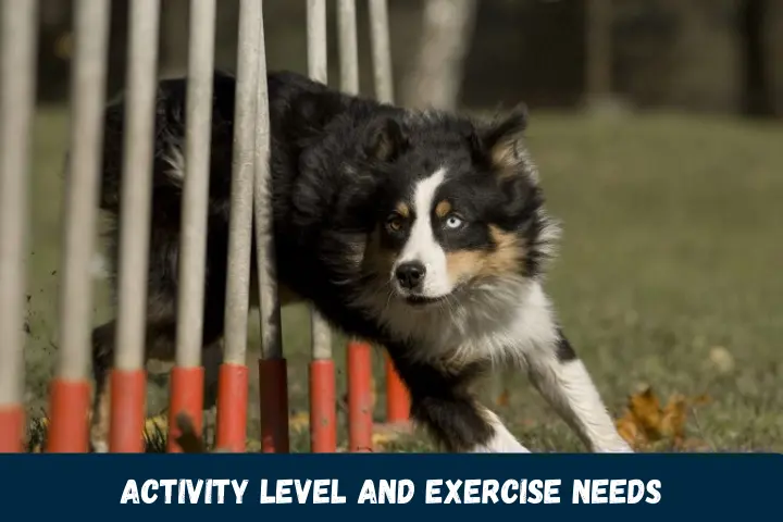 Activity Level and Exercise Needs