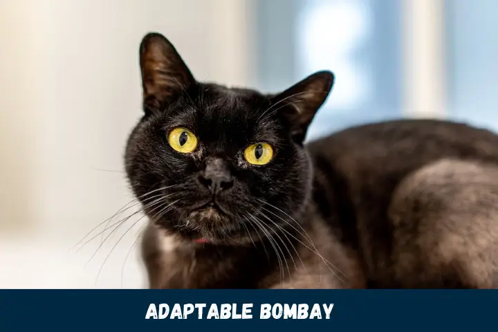 Adaptable Bombay
