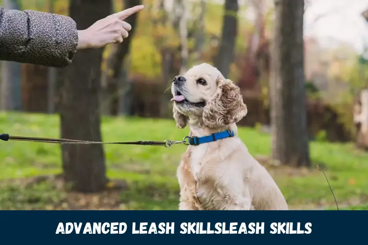 Advanced Leash Skills