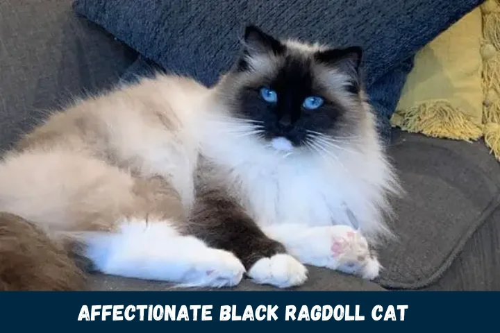  Affectionate Black Ragdoll Cat
