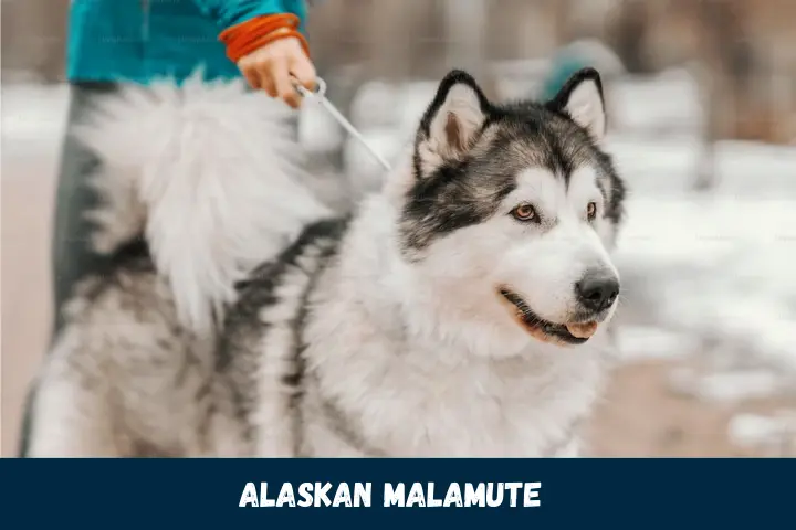 Alaskan Malamute