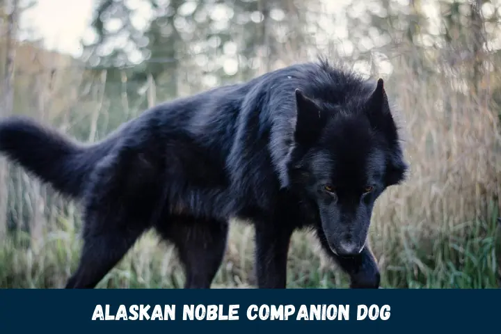 Alaskan Noble Companion Dog