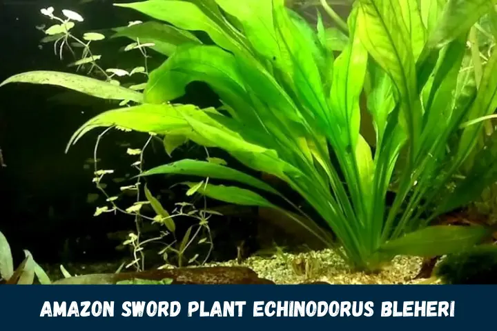 Amazon Sword Plant Echinodorus bleheri