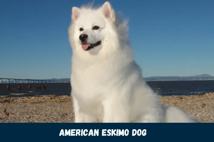 American Eskimo Dog