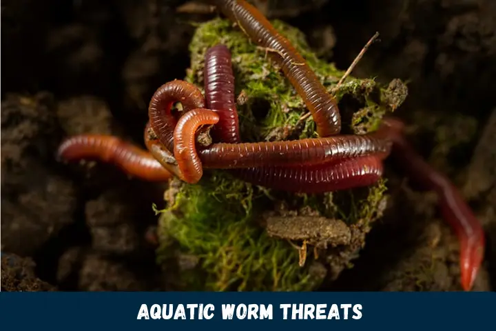 Aquatic Worm Threats