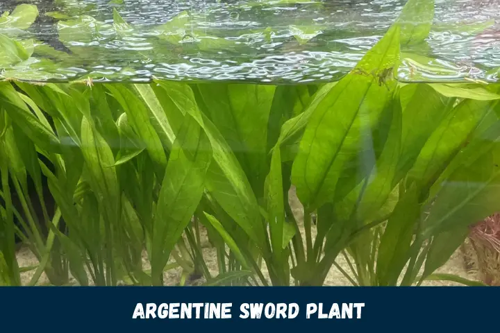 Argentine Sword Plant "Echinodorus argentinensis"