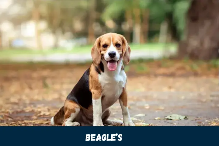 Beagle’s