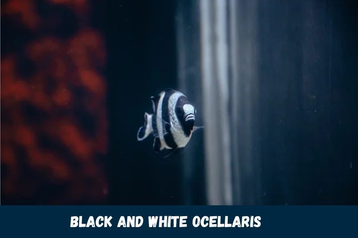 Black and White Ocellaris