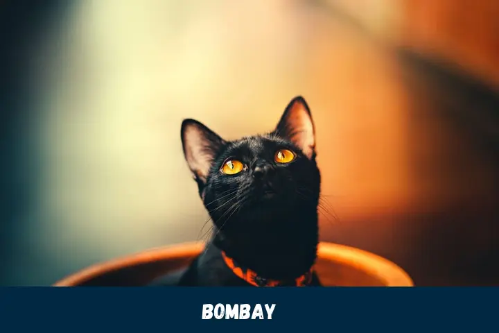 Charming Bombay