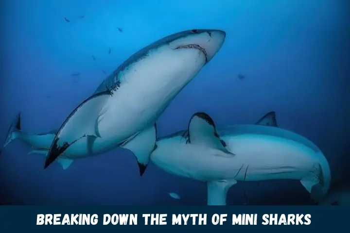 Breaking Down the Myth of “Mini Sharks”