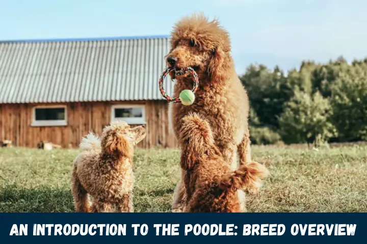 An Introduction to the Poodle Breed Overview