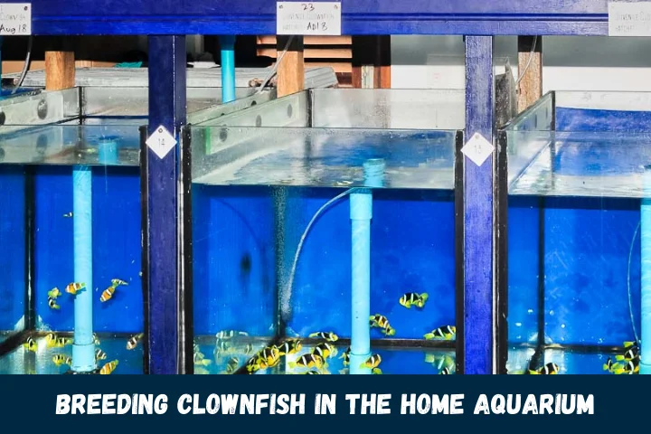 Breeding Clownfish In the Home Aquarium