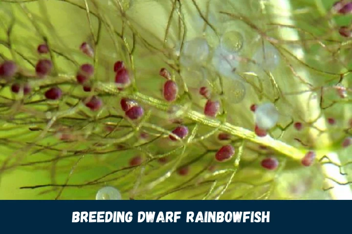 Breeding Dwarf Rainbowfish