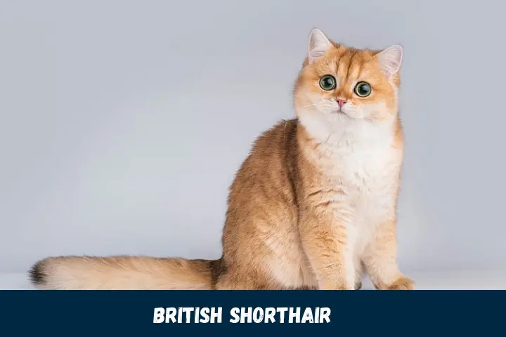 Cool British Shorthair