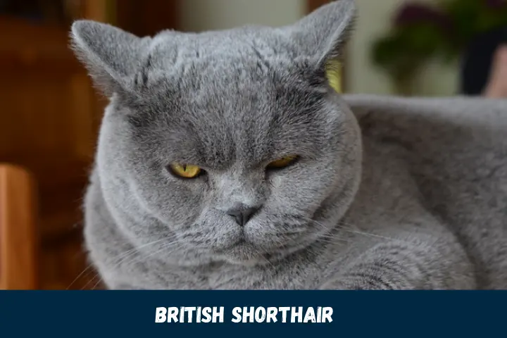 Cool British Shorthair