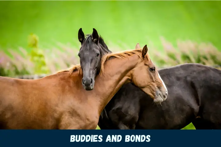 Buddies and Bonds