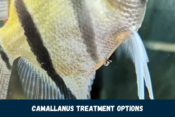 Camallanus Treatment Options