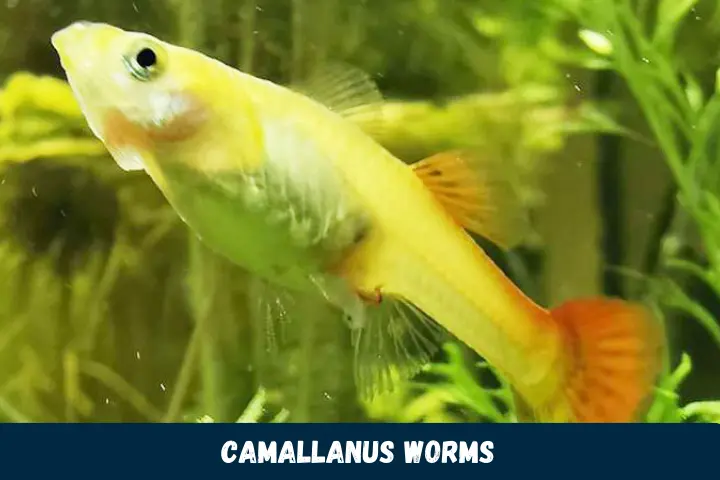 Camallanus Worms