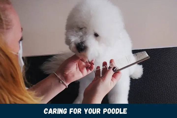 Caring For Your Poodle