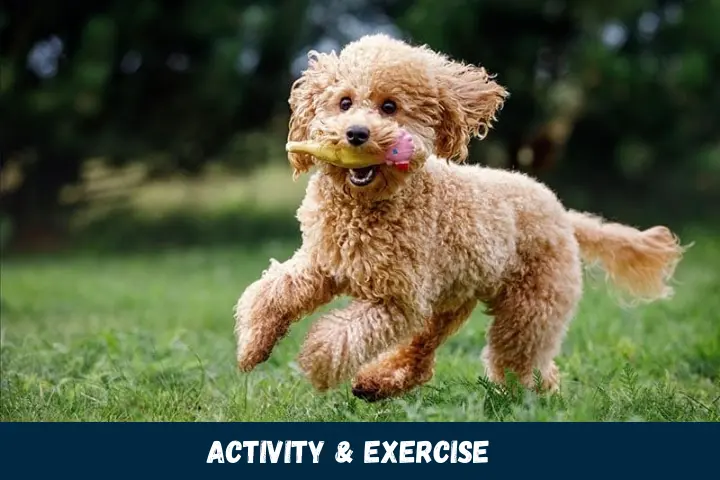 Activity and Exercise Channeling Poodle Energy