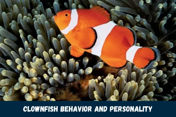 Clownfish Behavior and Personality
