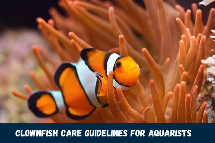 Clownfish Care Guidelines for Aquarists