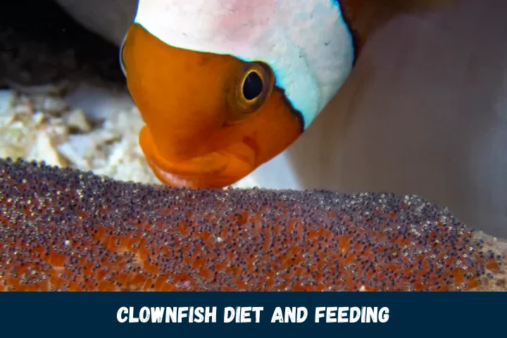 Clownfish Diet and Feeding
