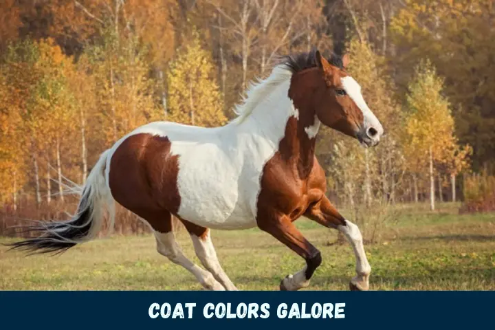 Coat Colors Galore