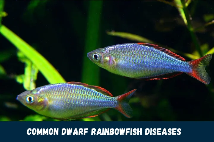 Common Dwarf Rainbowfish Diseases