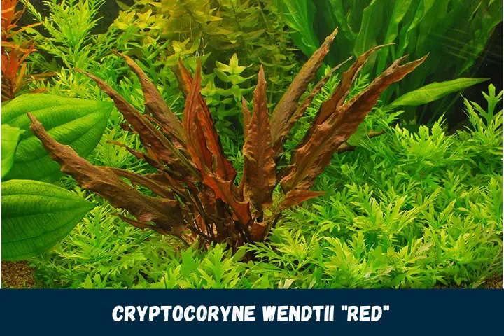 Cryptocoryne wendtii "Red"