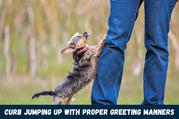 Curb Jumping Up with Proper Greeting Manners