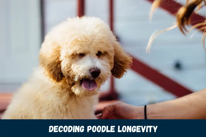 Decoding Poodle Longevity