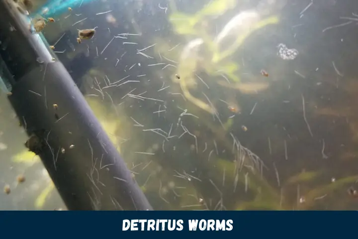Detritus Worms