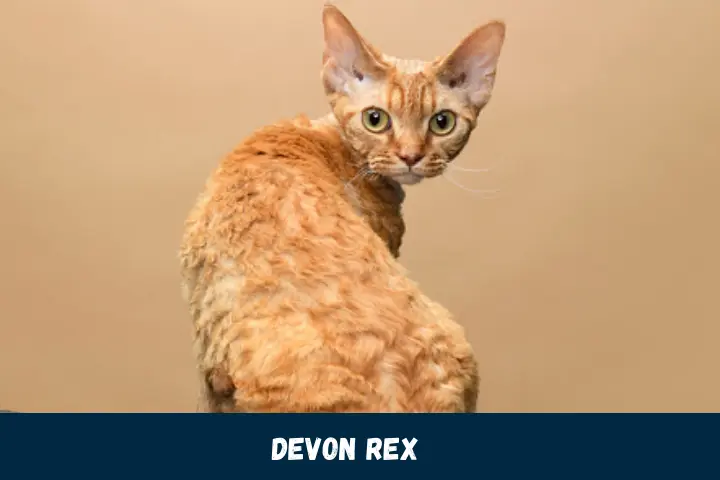 Entertaining Devon Rex