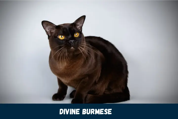 Divine Burmese