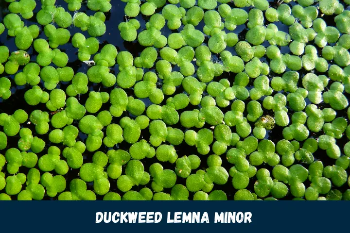 Duckweed "Lemna minor"