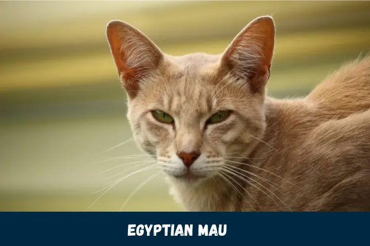 Spotted Egyptian Mau