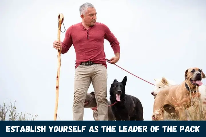 Establish Yourself as the Leader of the Pack