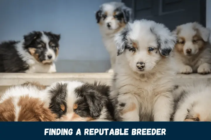 Finding a Reputable Breeder
