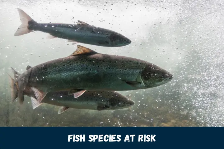 Fish Species at Risk