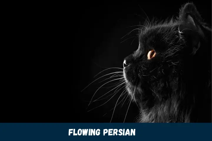 Flowing Persian