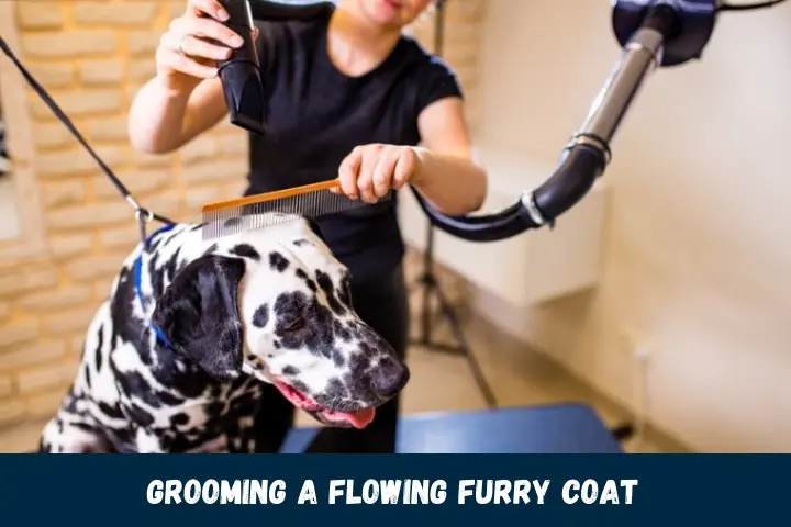 Grooming a Flowing Furry Coat