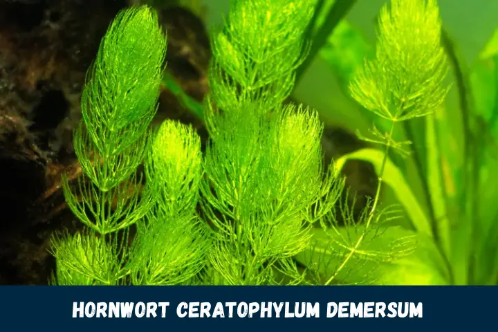 Hornwort Ceratophylum demersum