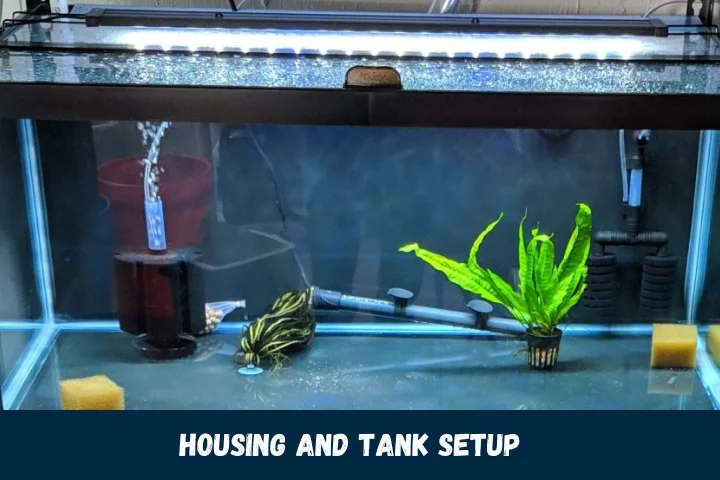 Housing and Tank Setup